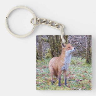 Renard roux regardant vers le haut faune animal de