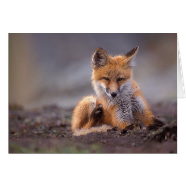 renard roux, Vulpes vulpes, petit se grattant, (Devant horizontal)
