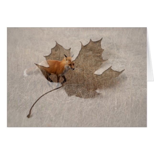 Renard sur la course (Devant horizontal)