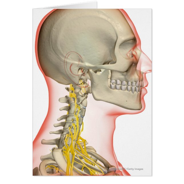 Rendering of the nerves of the neck (Front)