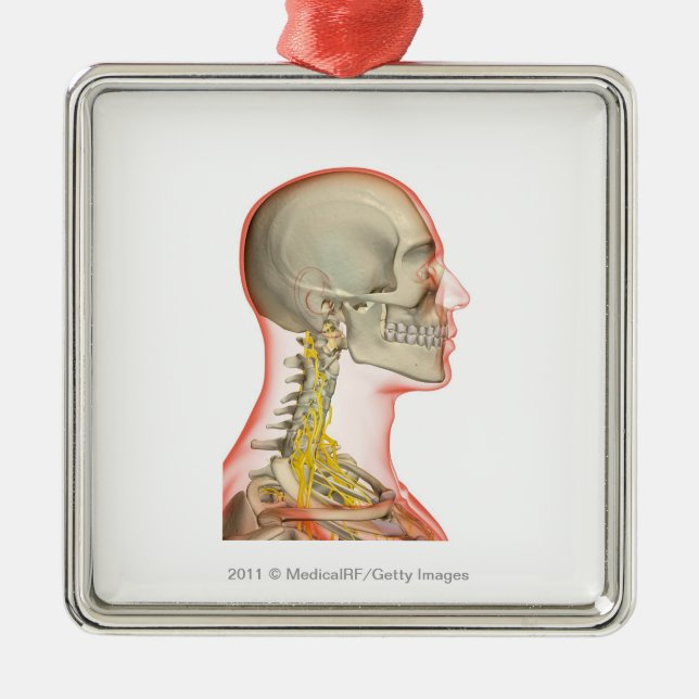 Rendering of the nerves of the neck metal ornament (Front)