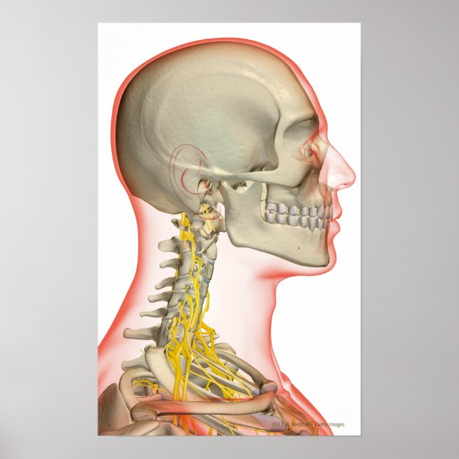 Rendering of the nerves of the neck poster (Front)