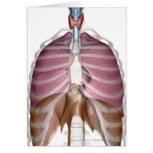 rendu 3d de l'appareil respiratoire