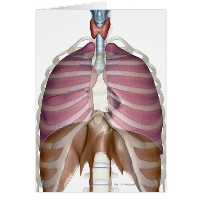 rendu 3d de l'appareil respiratoire (Devant)
