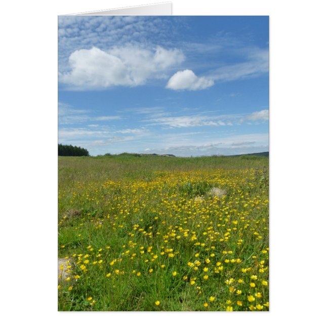 "Renoncules ! " (Devant)