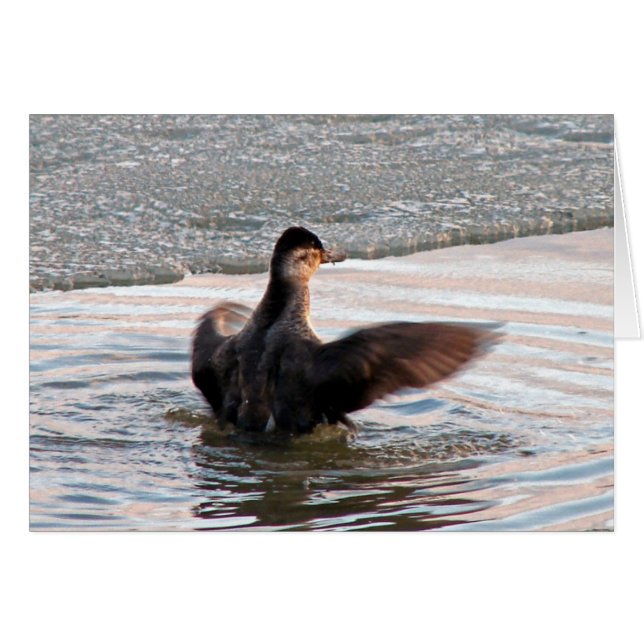 Répandez vos ailes (Devant horizontal)