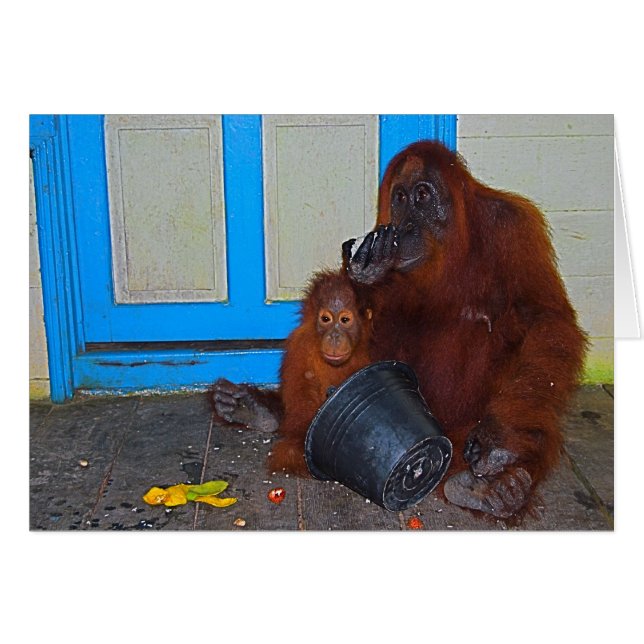 Repas avec maman Orangutan (Devant horizontal)