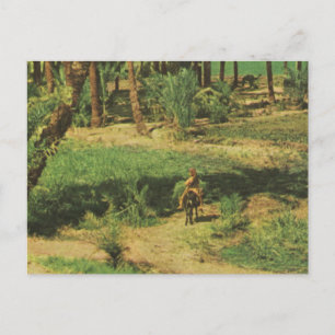 Replica  Vintage Egypt, Nile delta agriculture Postcard
