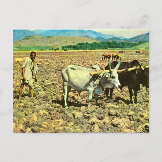 Replica  Vintage Ethiopia, Cattle pulling plow Postcard (Front)