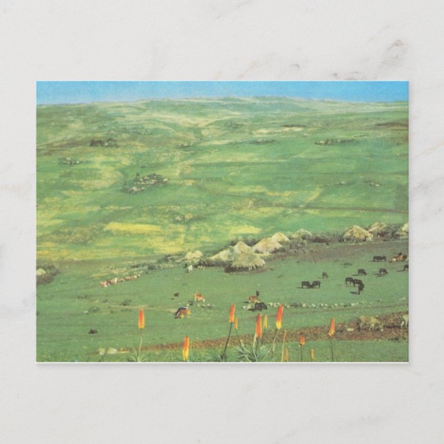 Replica  Vintage Ethiopia, village of conical huts Postcard (Front)