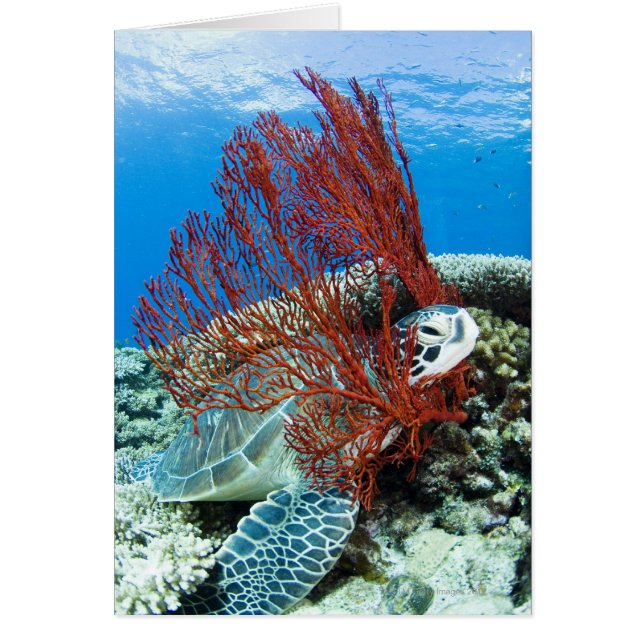 Repos de la tortue marine (Devant)