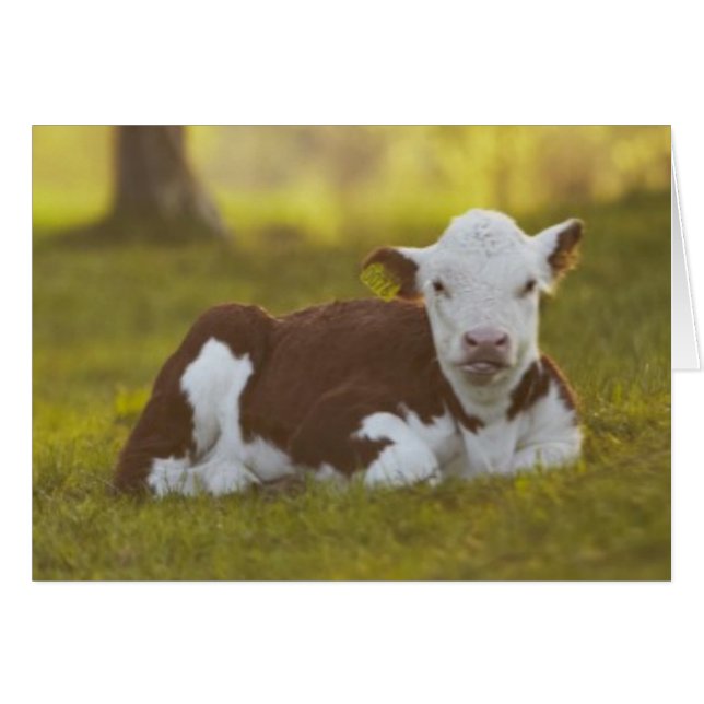 Repos de veau (Devant horizontal)