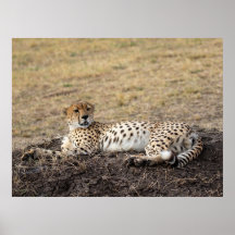 Repose Cheetah - Poster de la faune des beaux-arts