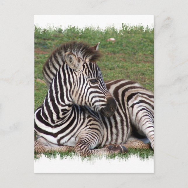 Repose de la carte postale Zebra (Devant)
