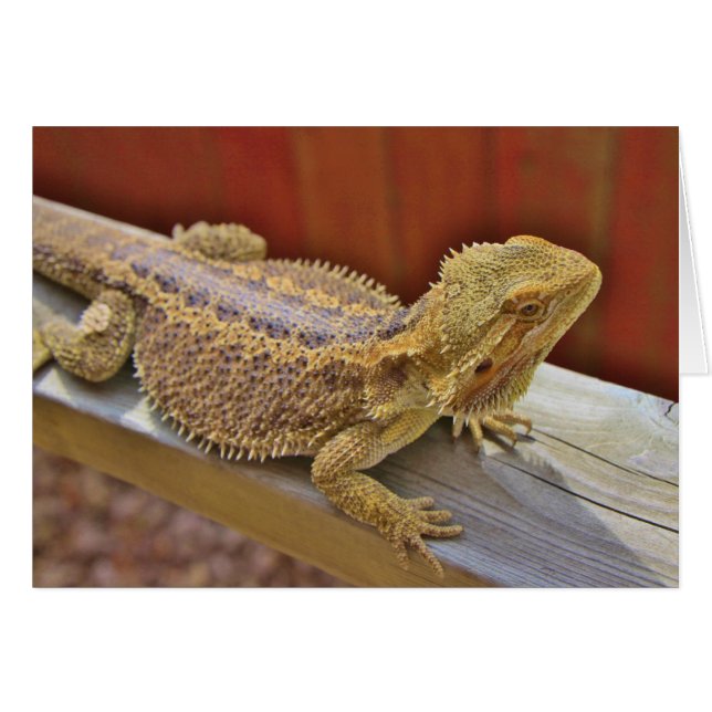 Repose du dragon barbu 2 (Devant horizontal)