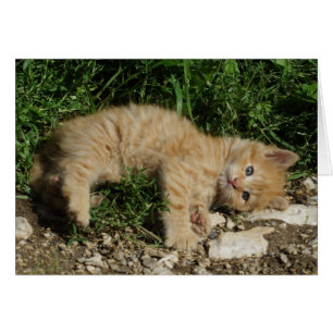 Repose Tabby Baby