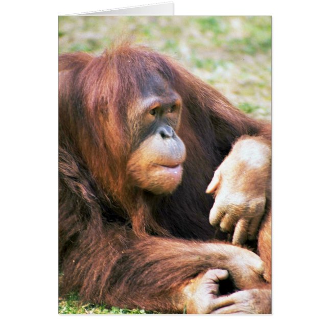 Reposer d'orang-outan (Devant)