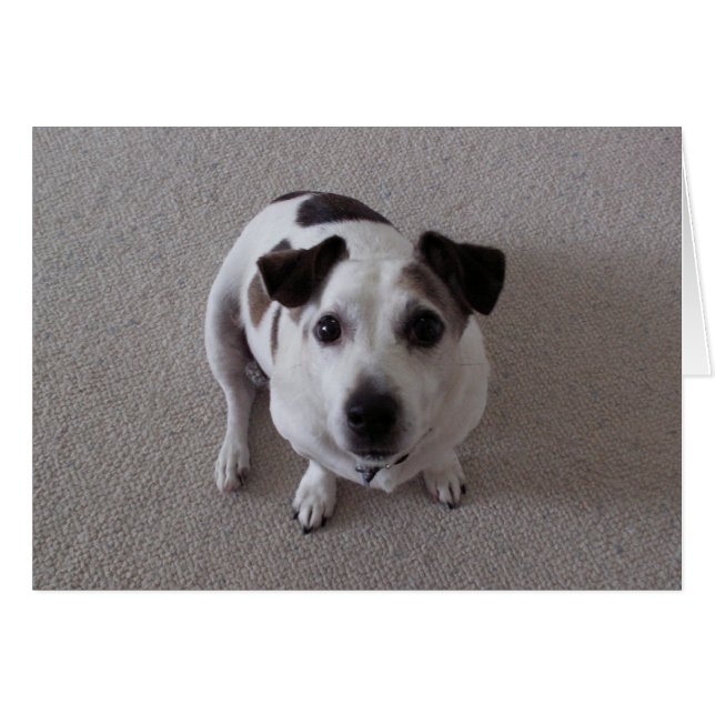 Reposez le chien (Devant horizontal)