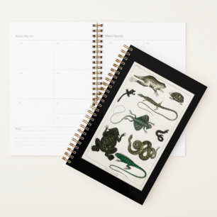 reptile, cute, lizard, animal, reptiles, turtle planner