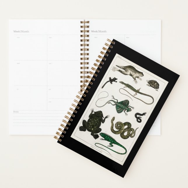 reptile, cute, lizard, animal, reptiles, turtle planner (Display)