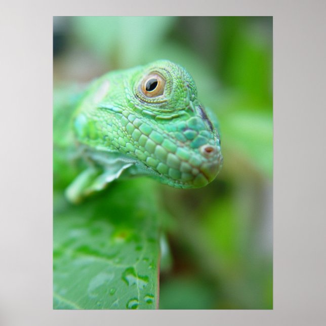 Reptile Lizard Iguana Vert Sur Poster Feuille (Devant)