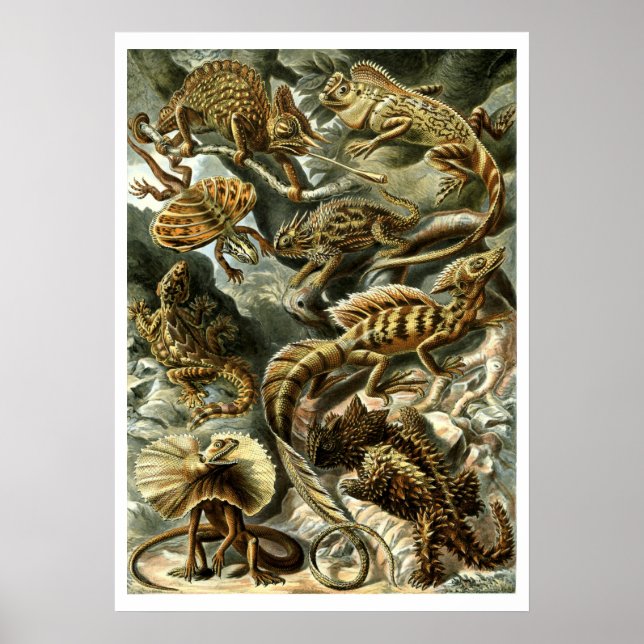 Reptile Lizards by Ernst Haeckel Poster (Front)
