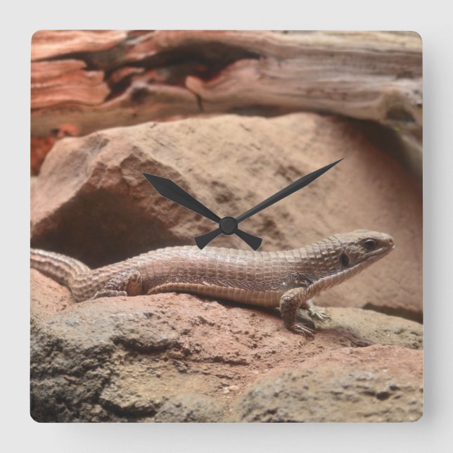 Reptile Northern blue-tongued skink Lizard Square Wall Clock (Front)