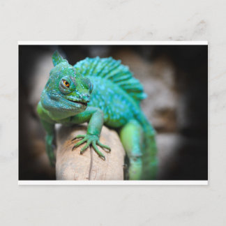 reptile postcard