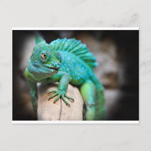 reptile postcard (Front)