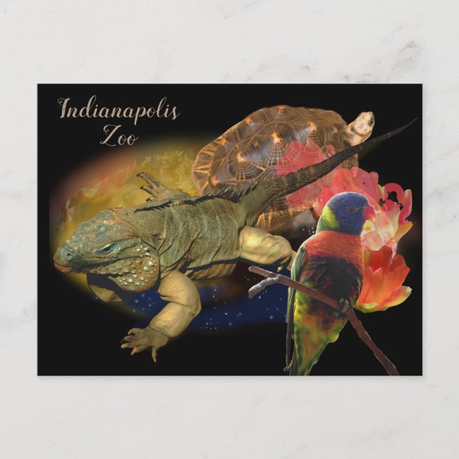 Reptiles and Birds from Indianapolis Zoo Postcard (Front)