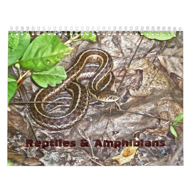 Reptiles et amphibiens du calendrier #1 (Protection)