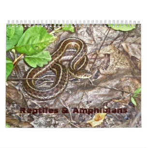 Reptiles et amphibiens du calendrier #1