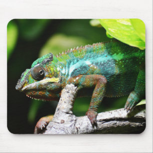 reptiles, lizards, nature mouse pad
