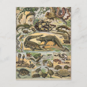 Reptiles Postcard