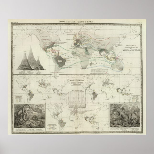 Reptilia, Ophidia Poster (Front)