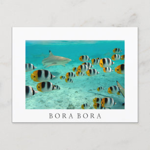Requin à Bora Bora Carte postale en texte blanc
