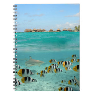 Requin chassant des poissons dans le carnet de
