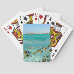 Requin chassant le paquet de cartes de jeu de