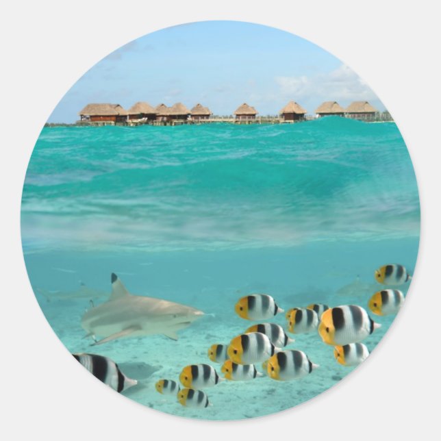 Requin chasse poissons dans lagune autocollant ron (Devant)