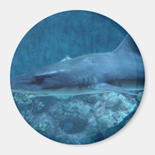 Requin nageant dans l'océan Photo Magnet