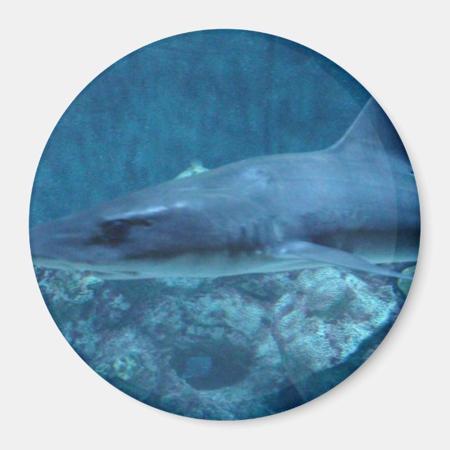 Requin nageant dans l'océan Photo Magnet (Devant)