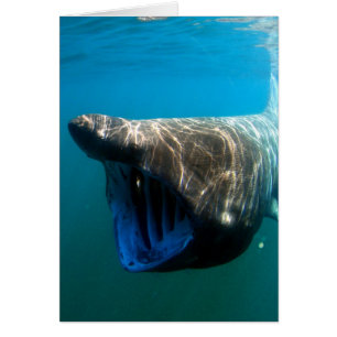 Requin pèlerin