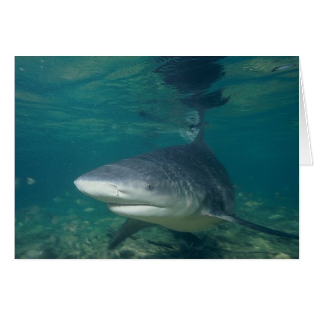 requin taureau (Devant horizontal)