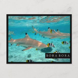 Requins dans la carte postale de cadre de lagune