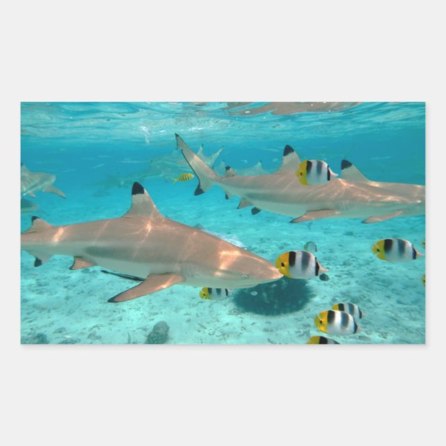 Requins dans la lagune Bora Bora autocollant recta (Devant)