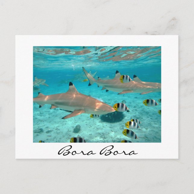 Requins dans la lagune Bora Bora carte postale en  (Devant)