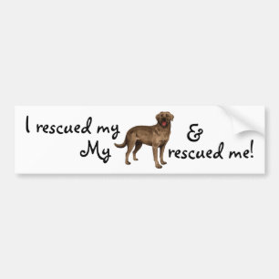Rescue Chocolate Lab Bumper Sticker
