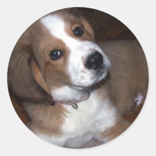 Rescue Dog Buddy Implores You Classic Round Sticker