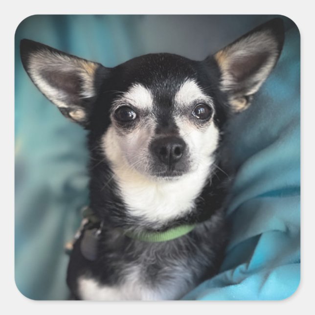 Rescue Dog Chihuahua Classic Square Sticker (Front)