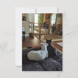 Rescue Dogs 3.5" x 5" Flat Thank You Card